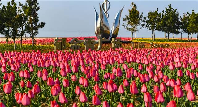 4月南海新區(qū)的郁金香廣場，22萬余株郁金香盛開