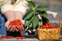 5月18日至6月16日，&ldquo;櫻桃之約&rdquo;邀你共赴！